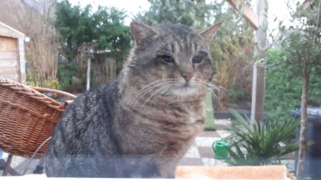 Kat Europese korthaar of huiskat