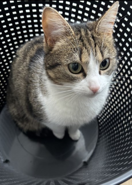 Kat Europese korthaar of huiskat