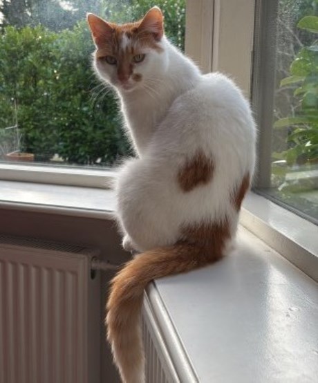 Kat Europese korthaar of huiskat