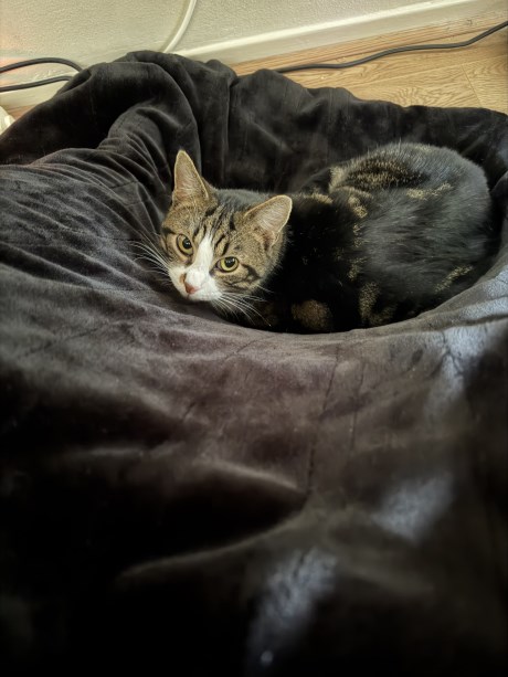 Kat Europese korthaar of huiskat