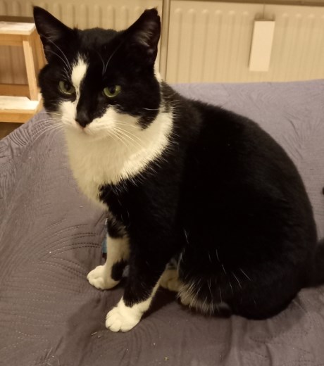 Kat Europese korthaar of huiskat