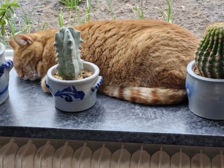 Kat Europese korthaar of huiskat