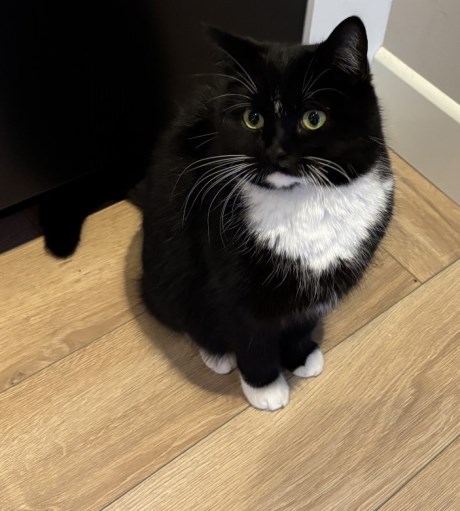 Kat Europese korthaar of huiskat