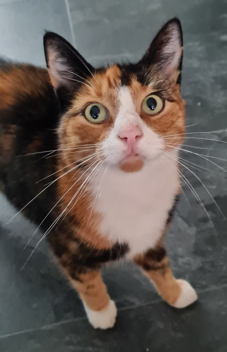 Kat Europese korthaar of huiskat