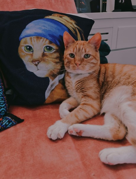 Kat Europese korthaar of huiskat