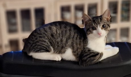 Kat Europese korthaar of huiskat