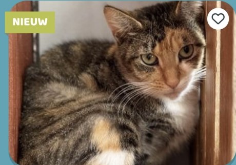 Kat Europese korthaar of huiskat