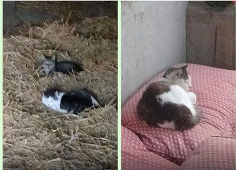 Kat Europese korthaar of huiskat