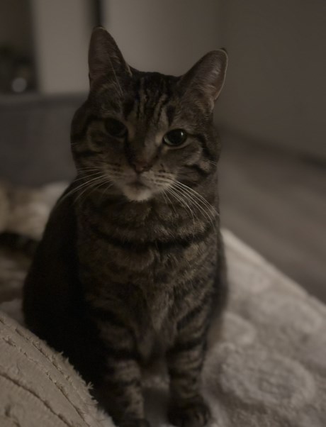 Kat Europese korthaar of huiskat