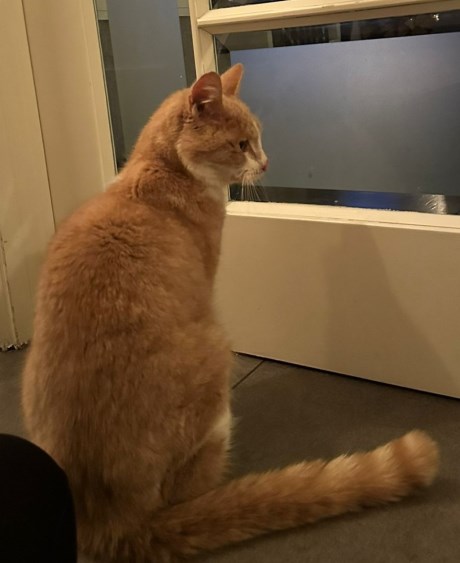 Kat Europese korthaar of huiskat