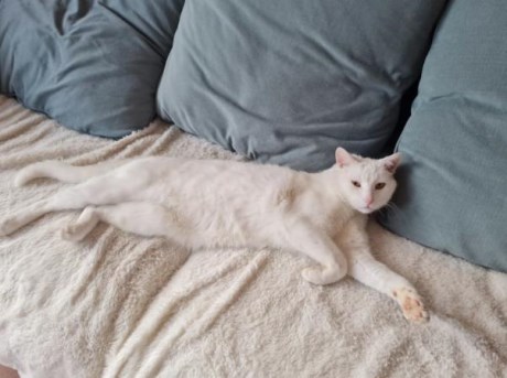 Kat Europese korthaar of huiskat