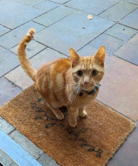 Kat Europese korthaar of huiskat