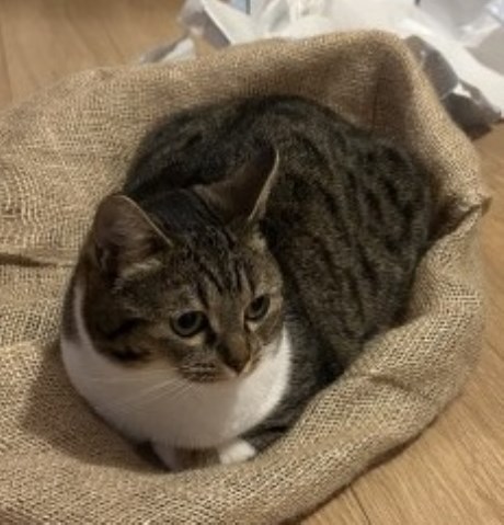 Kat Europese korthaar of huiskat