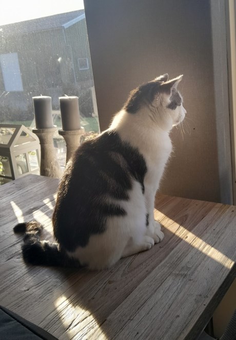 Kat Europese korthaar of huiskat