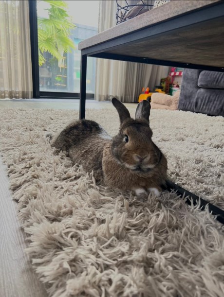 Knaagdier / Haasachtige Konijn