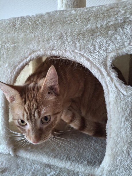 Kat Europese korthaar of huiskat