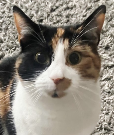 Kat Europese korthaar of huiskat