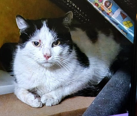 Kat Europese korthaar of huiskat