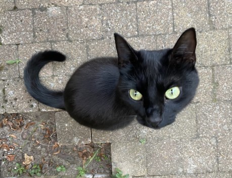 Kat Europese korthaar of huiskat