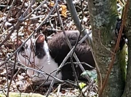 Kat Europese korthaar of huiskat