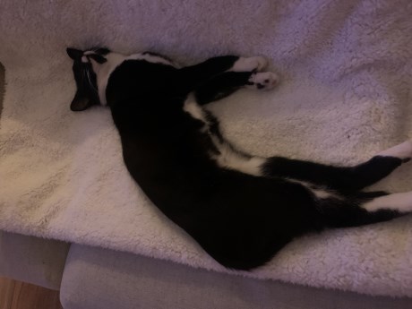 Kat Europese korthaar of huiskat