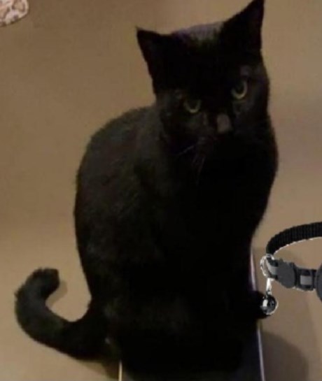 Kat Europese korthaar of huiskat