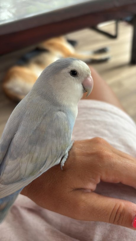 Vogel (Dwerg-)papegaai