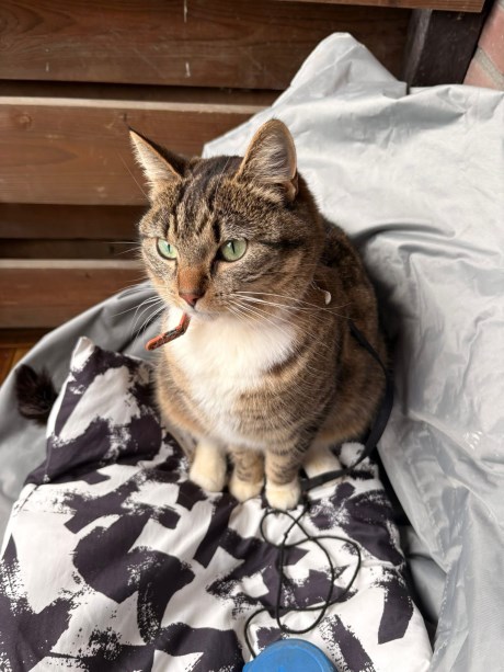 Kat Europese korthaar of huiskat