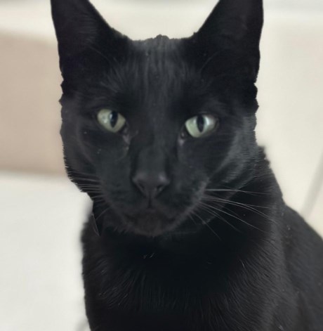 Kat Europese korthaar of huiskat