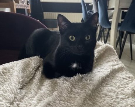 Kat Europese korthaar of huiskat