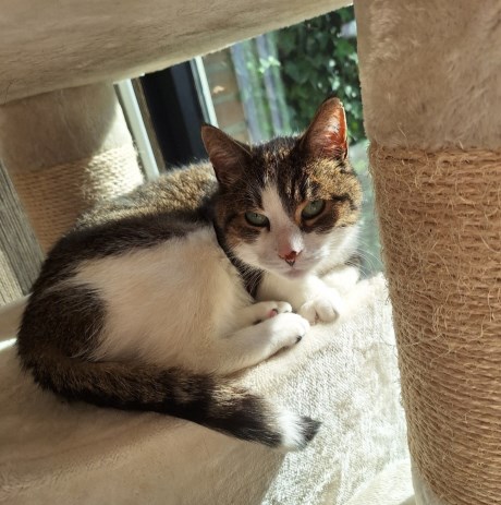 Kat Europese korthaar of huiskat