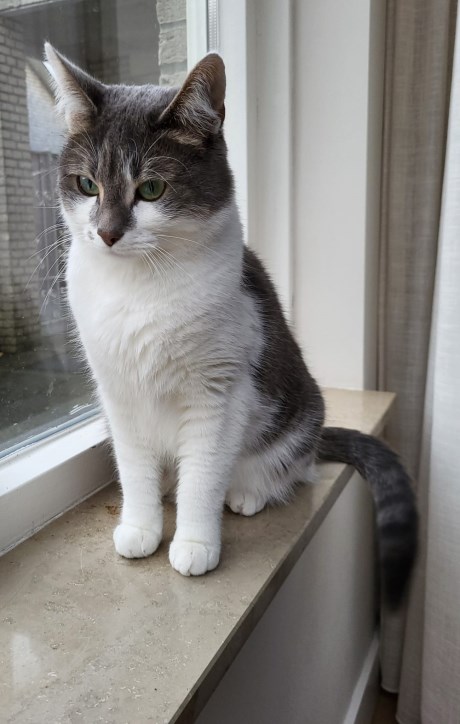 Kat Europese korthaar of huiskat