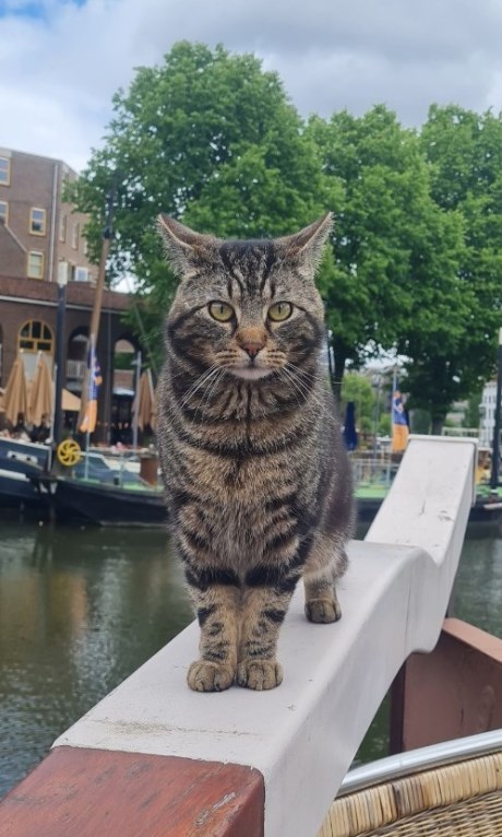 Kat Europese korthaar of huiskat