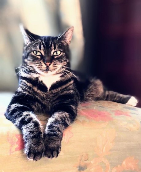 Kat Europese korthaar of huiskat