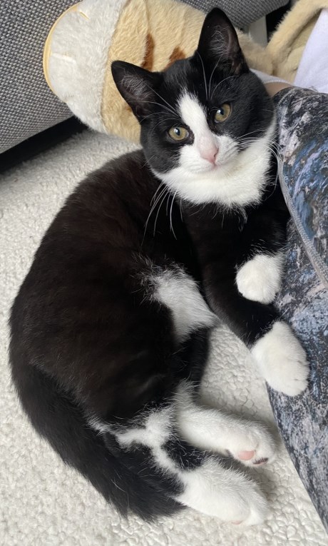 Kat Europese korthaar of huiskat