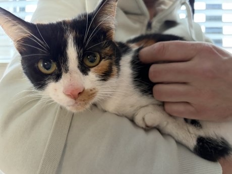 Kat Europese korthaar of huiskat