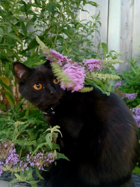 Kat Europese korthaar of huiskat