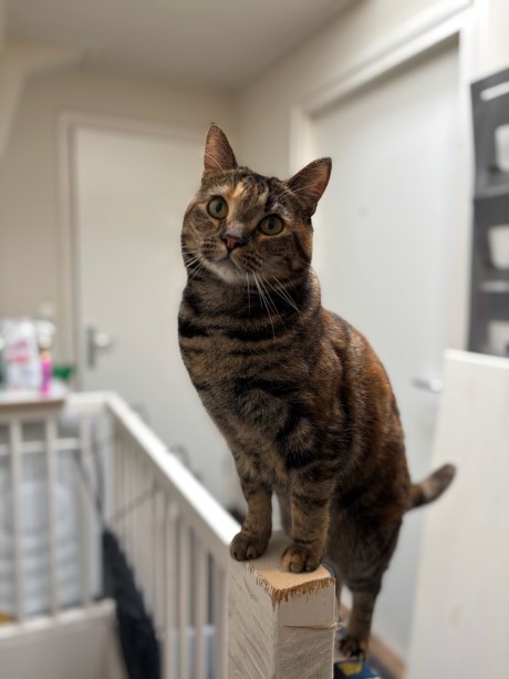 Kat Europese korthaar of huiskat