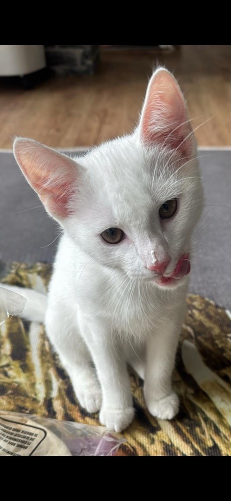 Kat Europese korthaar of huiskat