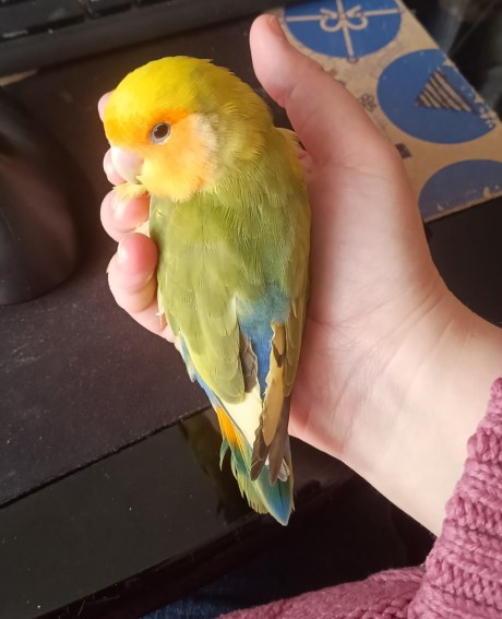 Vogel (Dwerg-)papegaai