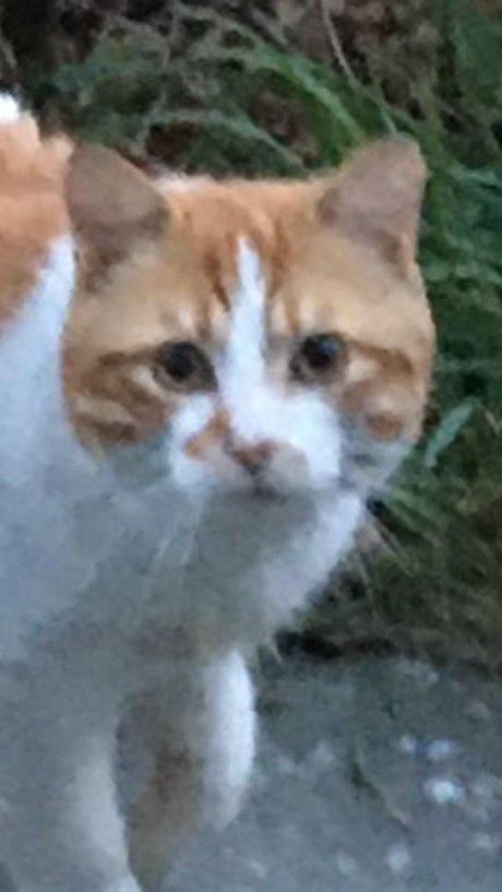 Kat Europese korthaar of huiskat