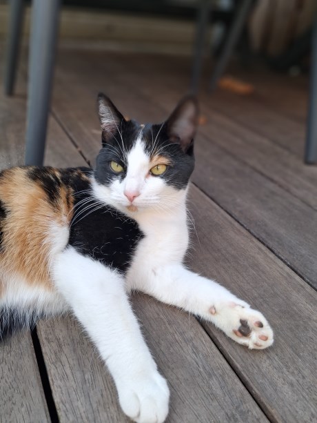 Kat Europese korthaar of huiskat