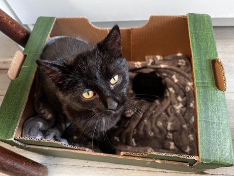 Kat Europese korthaar of huiskat