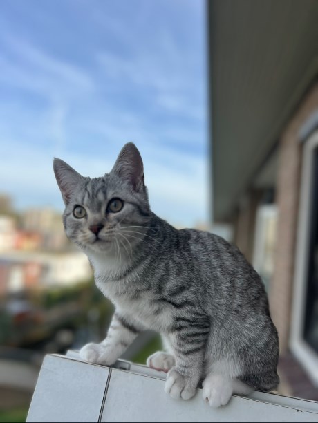 Kat Brits korthaar X