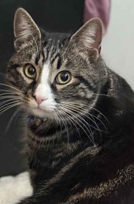 Kat Europese korthaar of huiskat