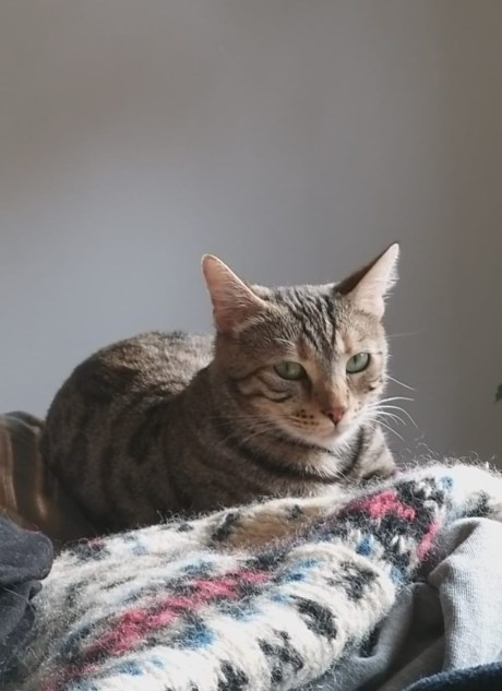 Kat Europese korthaar of huiskat