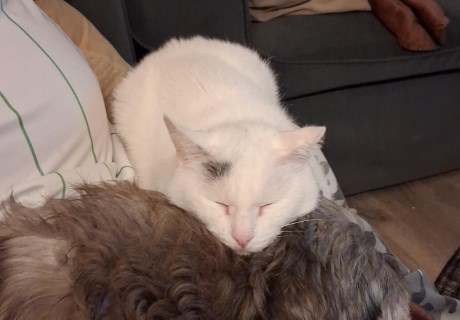 Kat Europese korthaar of huiskat