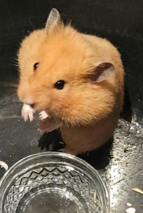 Knaagdier / Haasachtige Hamster