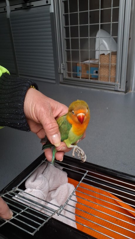 Vogel (Dwerg-)papegaai