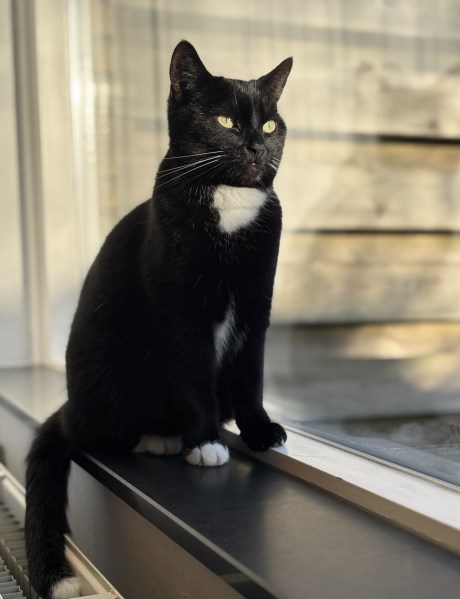 Kat Europese korthaar of huiskat